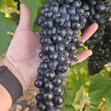 A bunch of shiraz grapes in Lucy's hand