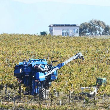 Machine harvesting a section of shiraz at Hounds Run Vineyard