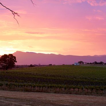 A view across the vineyard at sunset, with the Tiny House and Grampians mountain range in view.