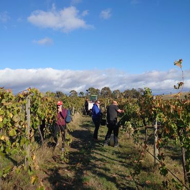 Hand picking shiraz at Hounds Run Vineyard