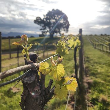 Spring shoots in the shiraz at Hounds Run Vineyard