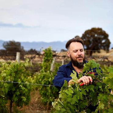 Hadyn Black pruning a grape vine at Hounds Run Vineyard