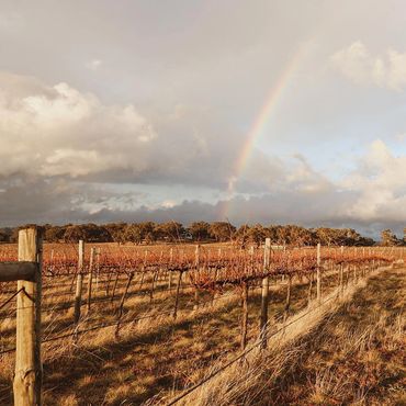 A rainbow over Hounds Run Vineyard during winter.