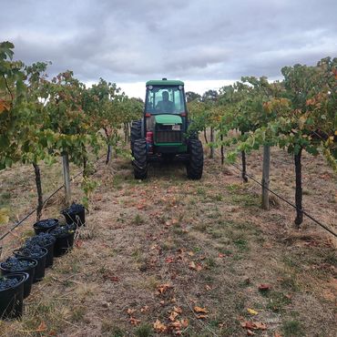 Fully buckets of shiraz lined up for the tractor to collect during harvest at Hounds Run Vineyard