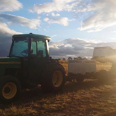 Unloading full grape bins from the tractor during harvest