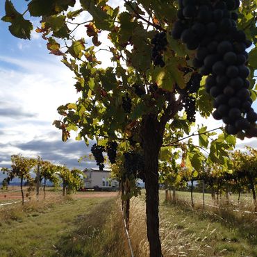 Looking through the vines and grapes to the Tiny House at Hounds Run Vineyard