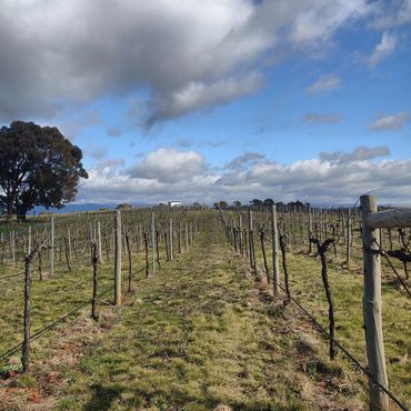 Winter at Hounds Run Vineyard, pruning the shiraz