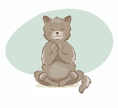 Gray cat meditating