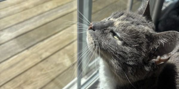 Cat basking in sunlight by a window.