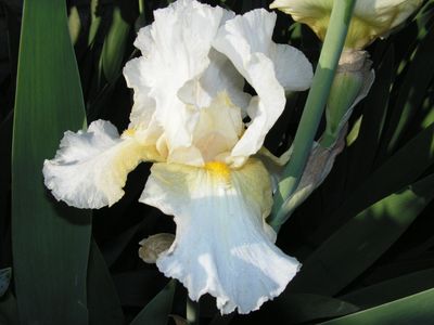 Double bearded iris "Hollywood Blonde"