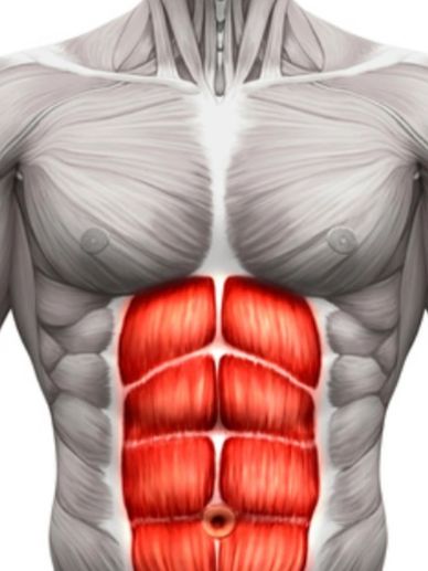 Anatomy of abdominal muscles highlighted in red.