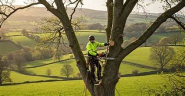 Tree surgeon