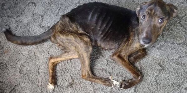 A malnourished dog, victim of worms eating him inside.
