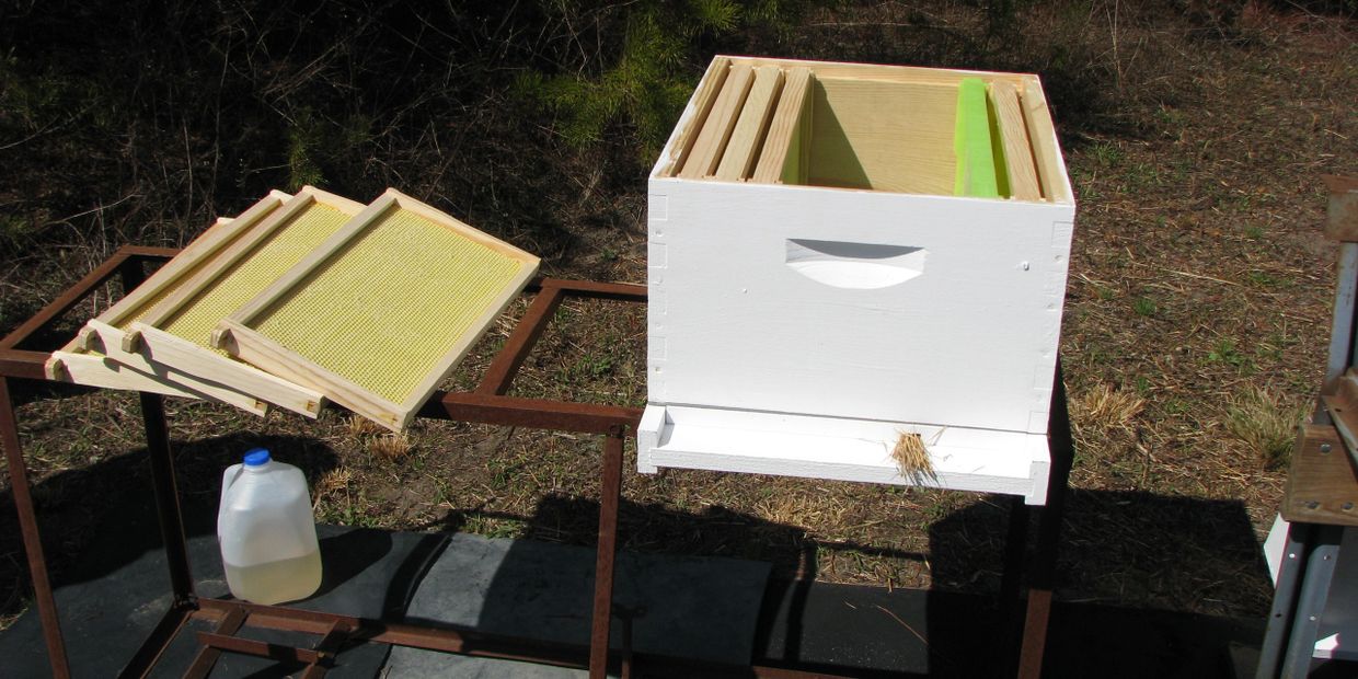 New Beekeepers frequently asked questions about bees and hives