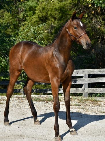 BALOURINA
2023 Passport, Hanoverian, Filly
Sire: BALOUJOIE
Dam: Maybe Next Year
Top Foal, SITE  CHA