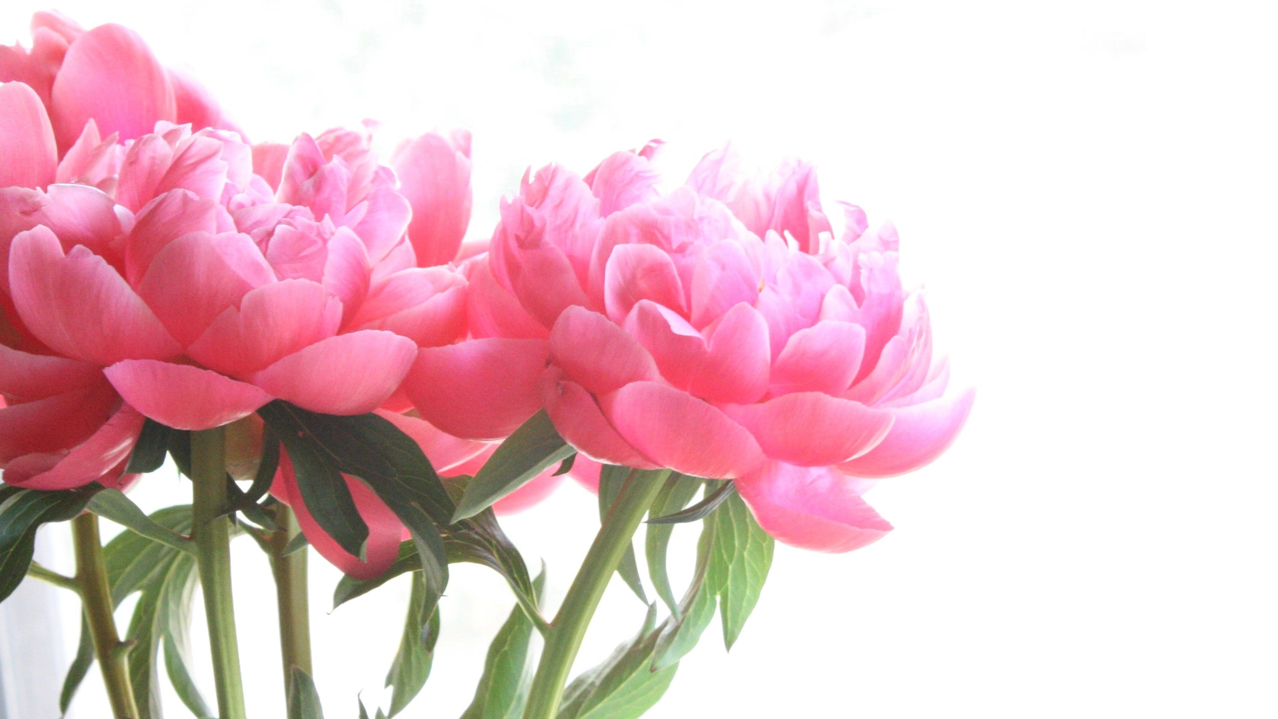 bright pink peonies wedding centerpieces bridal bouquets florist near me