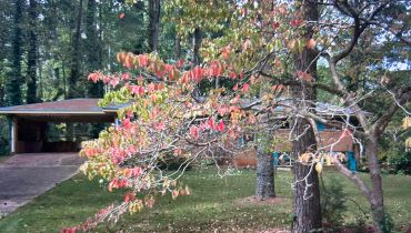 A house partially obscured by a tree with red and green leaves in autumn.