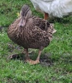Forest is an older lady who was struggling with the standard duck set-up her owner had.