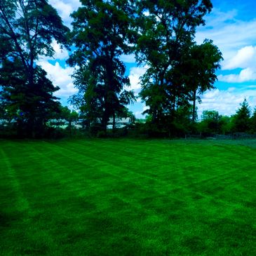 Lush green lawn with tall trees under a blue sky.