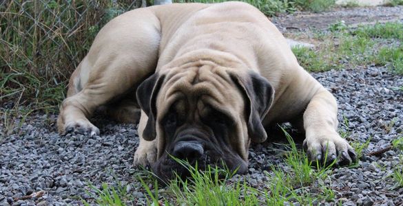 Ch. NorthernPaws OscarKnighterrant "Baxter"