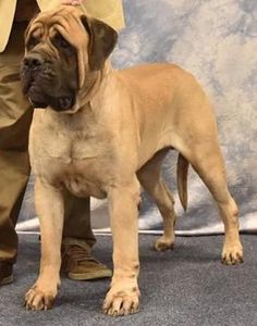 Baxter, Championship photo cropped