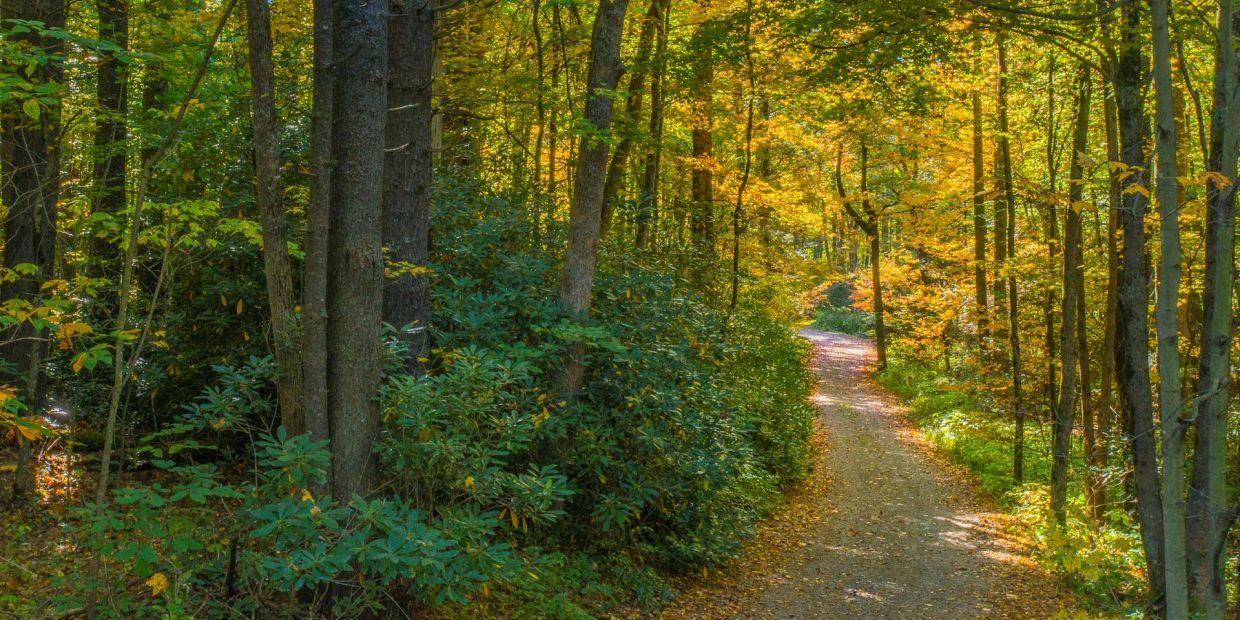 A sunlit forest path in autumn.