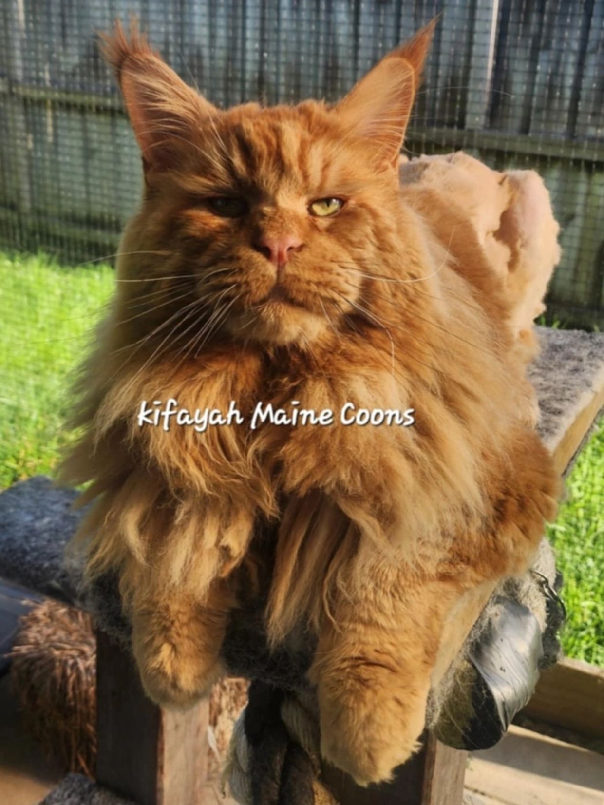 RED Maine coon