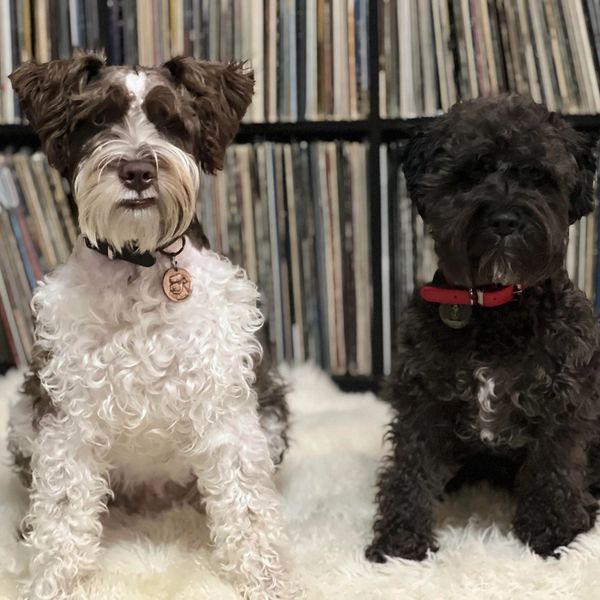 Meet Bowie and Camino