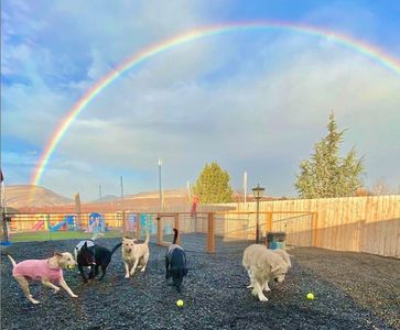 Dogs playing in the sunshine with tennis balls in a fenced outdoor area under a full rainbow.