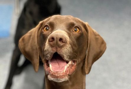 A close-up of a dog's face looking toward the camera, excited and alert with its mouth open.