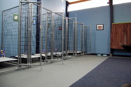 A row of large kennels each with dog beds, inside a space with rugs and framed pictures.