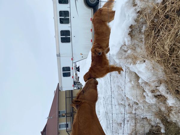 A horse and two dogs interact near a snowy fence beside a trailer.