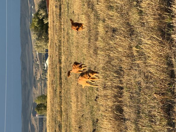 Three golden retrievers playing in a sunlit field of dry grass.