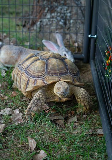 Sulcata tortoises