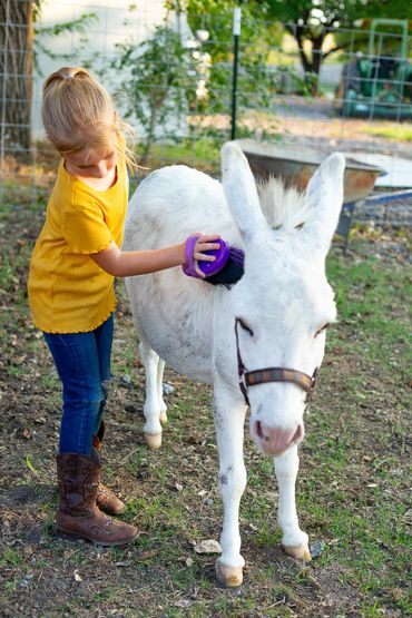 miniature donkeys