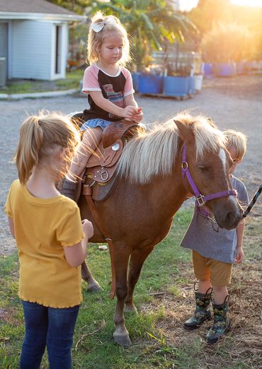 pony rides