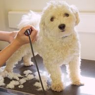 Evcil hayvan makine tıraşı