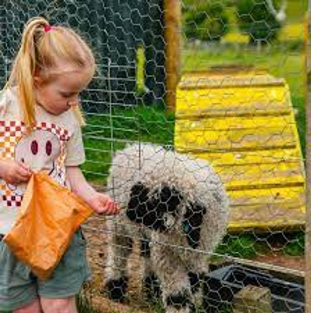 A young girl feeds a sheep through a wire fence at a petting zoo.