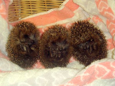 Autumn juvenile hedgehogs in care