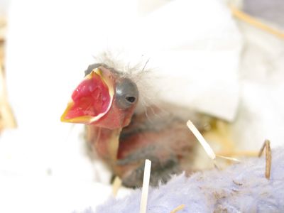 Nestling baby bird