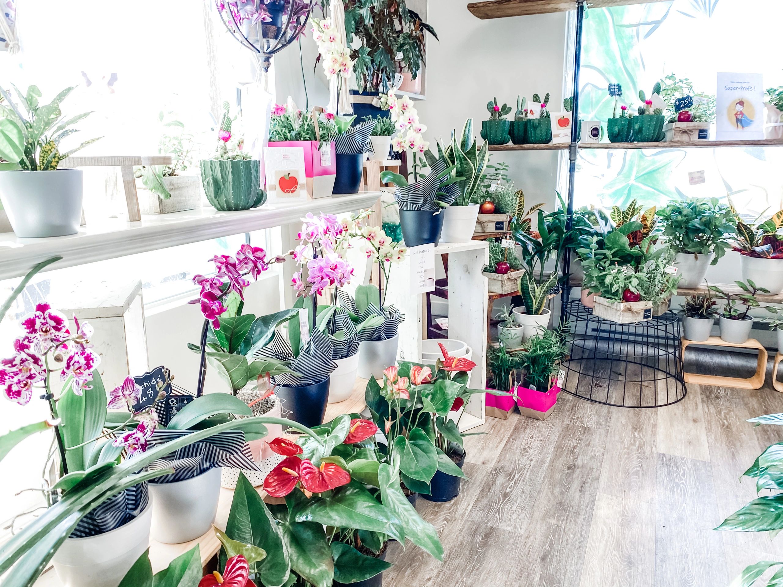 Intérieur de boutique Fleuriste C Design