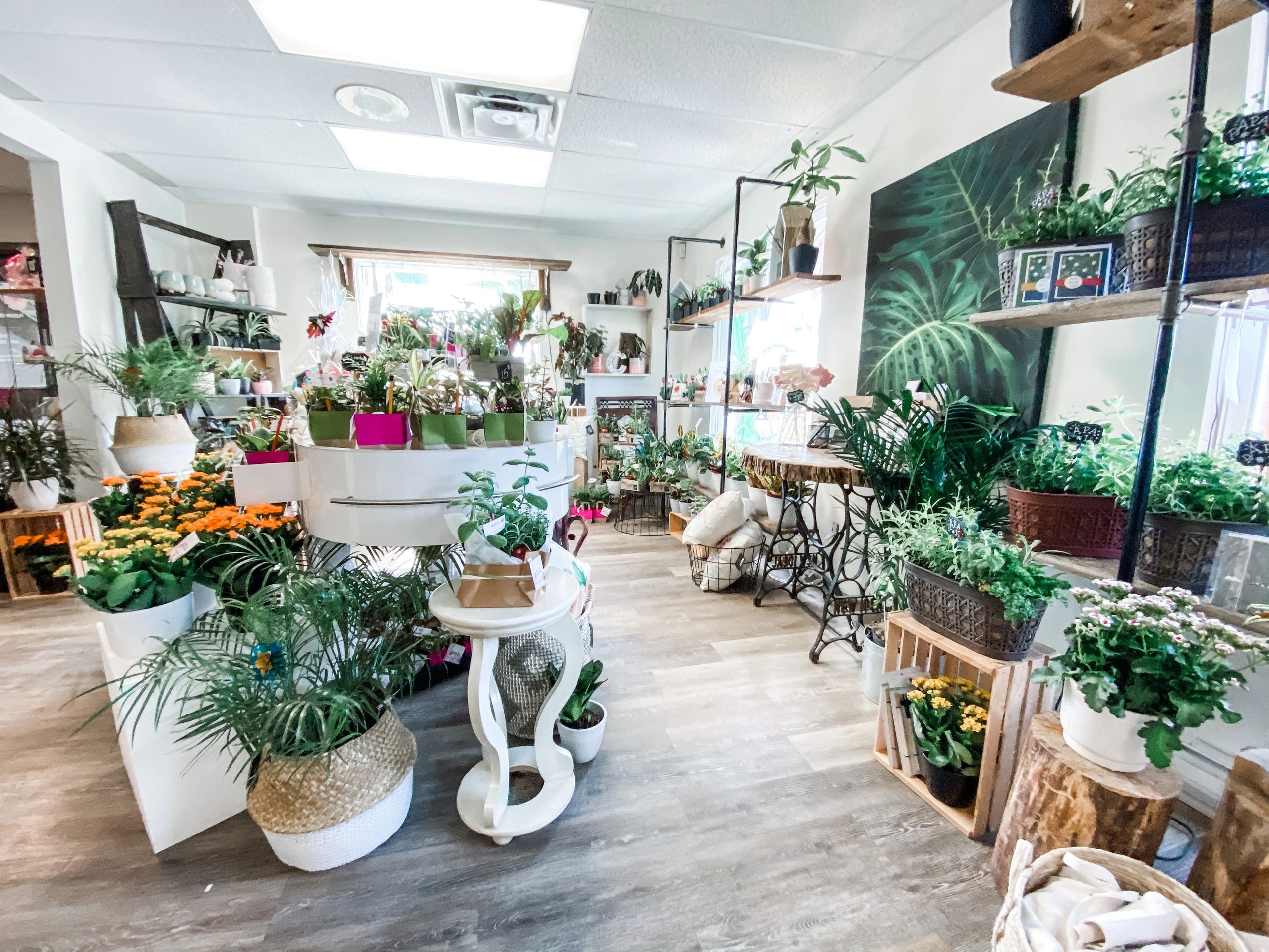 Intérieur boutique avec plantes