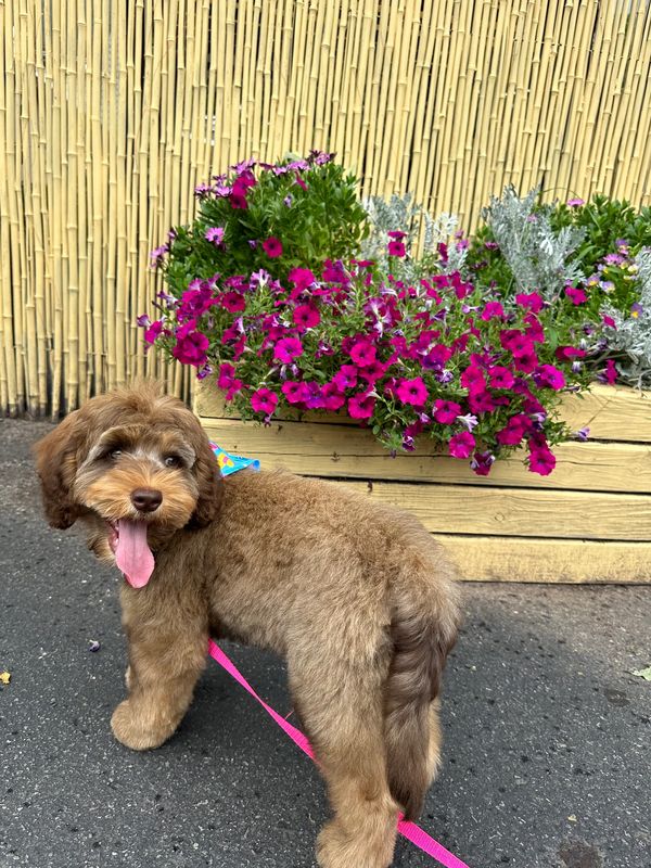 Pamper your furry friend with a customize  grooming service.