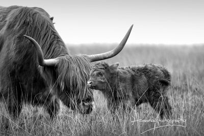 Highland cow and newborn calf on Exmoor in black and white.