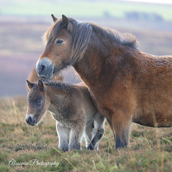 exmoor-pony-and-foal-alsoomse-photography