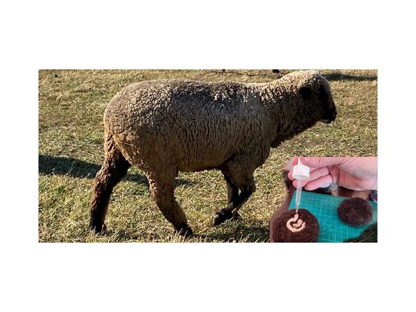 Merino Sheep Wool, the Essential Oils Activator