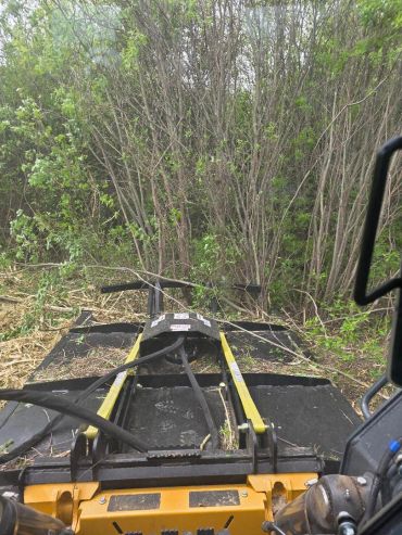 View from heavy machinery clearing dense brush and small trees.