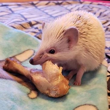 One of Morning Star Hedgehog Babies "Ice Hog" nibbles on a chicken leg 