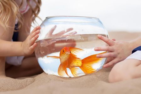 For those with furry pet allergies, we allow you the opportunity to find out if you are allergic to hedgehogs!