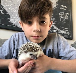 A Morning Star Hedgehog with his owner. Best buddies